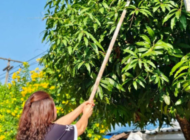 นางสาวเกศินี เจริญสุวรรณ สหกรณ์จังหวัดนครนายก ... พารามิเตอร์รูปภาพ 2